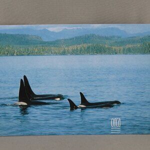 Vintage Postcard - Orca Pod Vancouver Island - Peacock Postcards